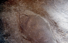 Solea senegalensis