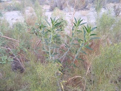 Ditaxis brandegeei