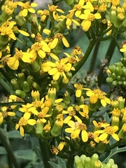 Packera sanguisorbae