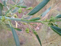 Ditaxis brandegeei