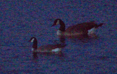 Branta hutchinsii leucopareia