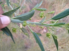 Ditaxis brandegeei