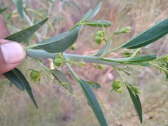 Ditaxis brandegeei