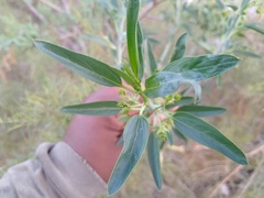 Ditaxis brandegeei