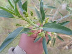 Ditaxis brandegeei