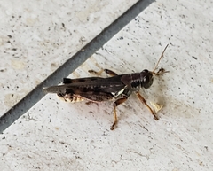Melanoplus sanguinipes