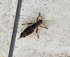Melanoplus sanguinipes