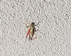 Melanoplus sanguinipes
