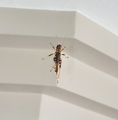 Melanoplus sanguinipes