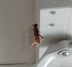 Melanoplus sanguinipes