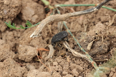 Protaetia morio