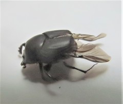 Onthophagus taurus