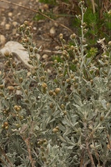 Artemisia rothrockii