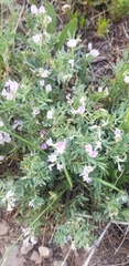 Astragalus vexilliflexus