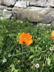 Papaver cambricum