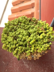 Sedum japonicum