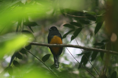 Trogon violaceus