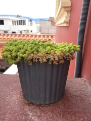 Sedum japonicum