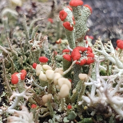 Cladonia botrytes
