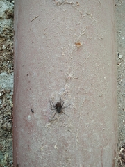 Loxosceles colima