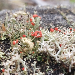 Cladonia botrytes