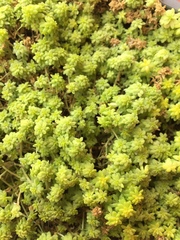 Sedum japonicum
