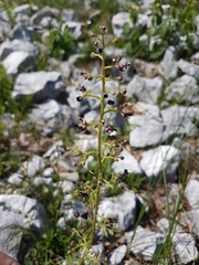 Scrophularia juratensis