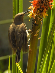 Chalcomitra amethystina