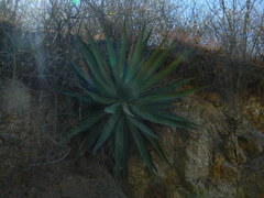 Agave ghiesbreghtii