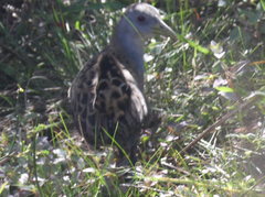 Mustelirallus albicollis