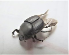 Onthophagus taurus