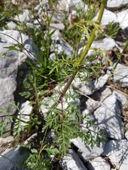 Scrophularia juratensis