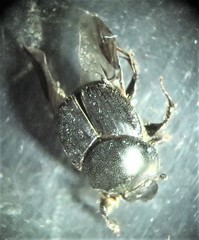Onthophagus taurus