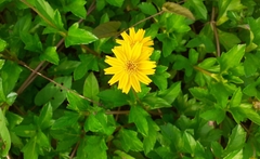 Sphagneticola trilobata