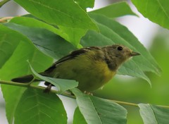 Geothlypis philadelphia