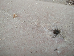Loxosceles colima