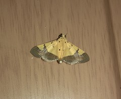 Endocrossis flavibasalis