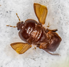 Amnestus pusillus