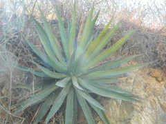 Agave ghiesbreghtii