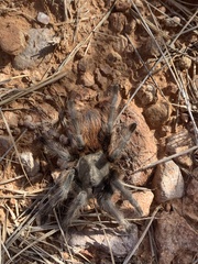 Aphonopelma peloncillo