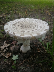 Amanita