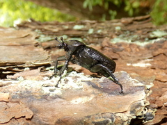 Osmoderma scabra