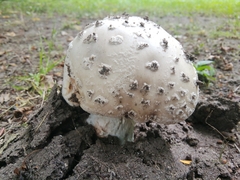 Amanita