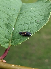 Harmonia axyridis