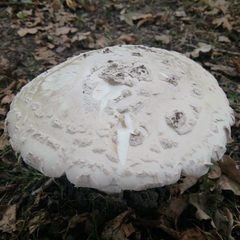 Amanita