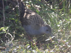 Mustelirallus albicollis