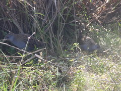 Mustelirallus albicollis