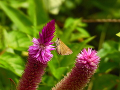 Polites vibex praeceps