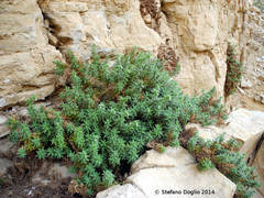 Podonosma orientalis