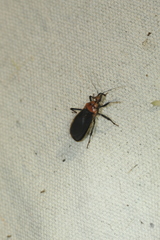 Rhiginia cinctiventris